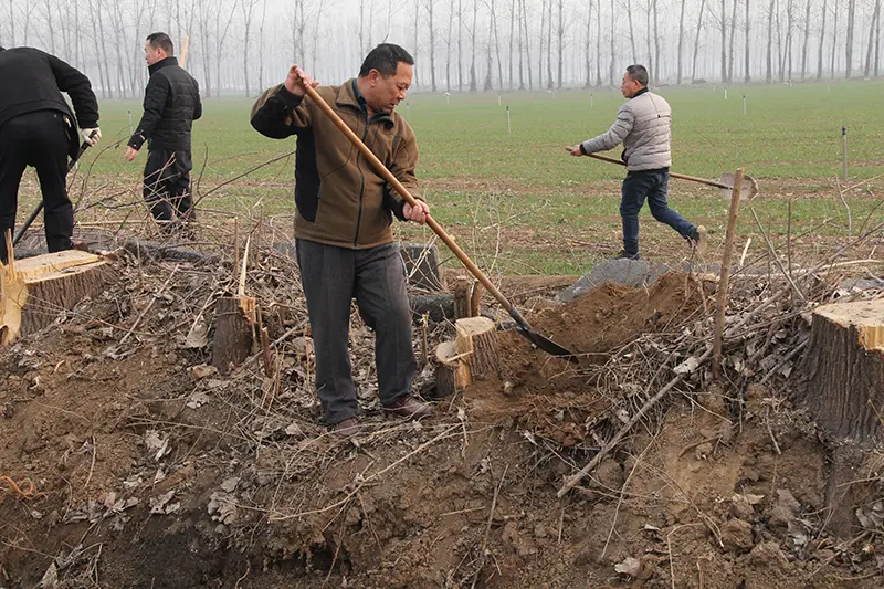 博農(nóng)集團(tuán)領(lǐng)導(dǎo)、基層黨政負(fù)責(zé)人等同志積極參加植樹活動